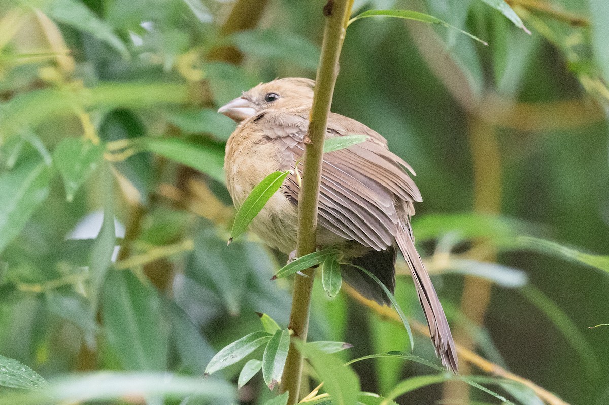 Cardinal rouge (groupe cardinalis) - ML623437117