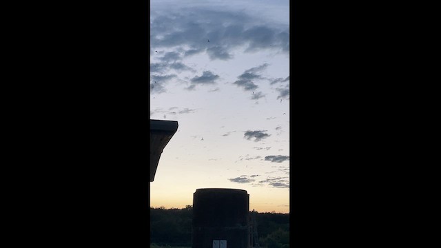 エントツアマツバメ - ML623437237