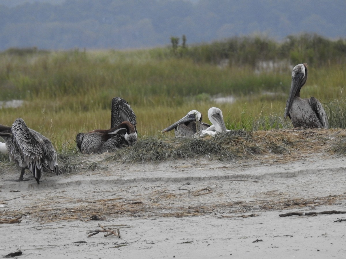 Brown Pelican - ML623437238