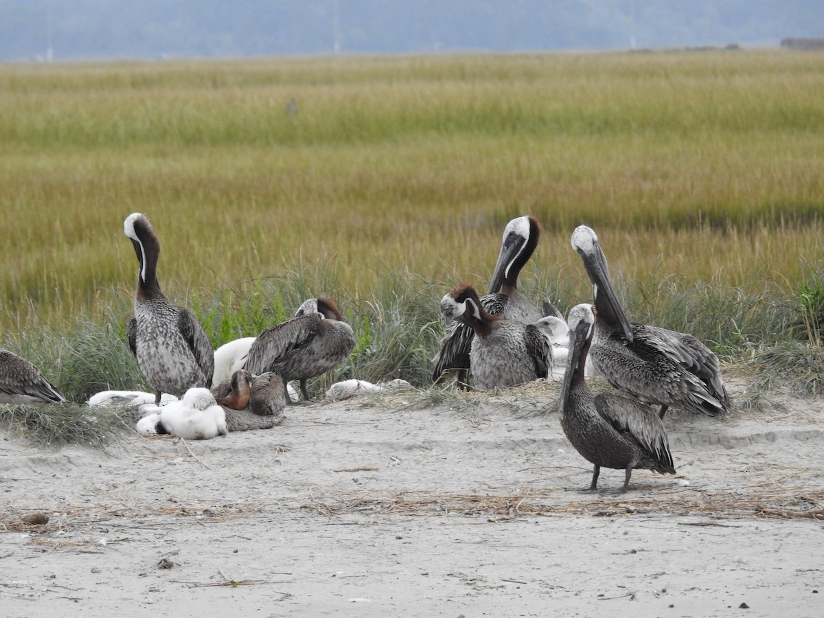 Brown Pelican - ML623437244