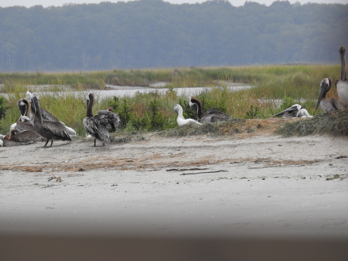 Brown Pelican - ML623437246