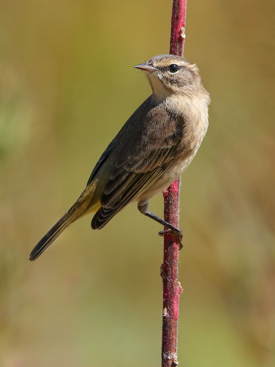 Palm Warbler - ML623437260