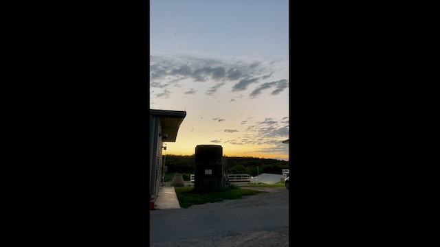 エントツアマツバメ - ML623437282