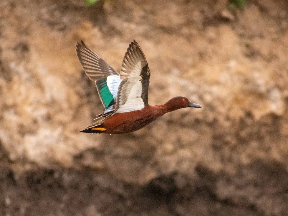 Cinnamon Teal - ML623437364