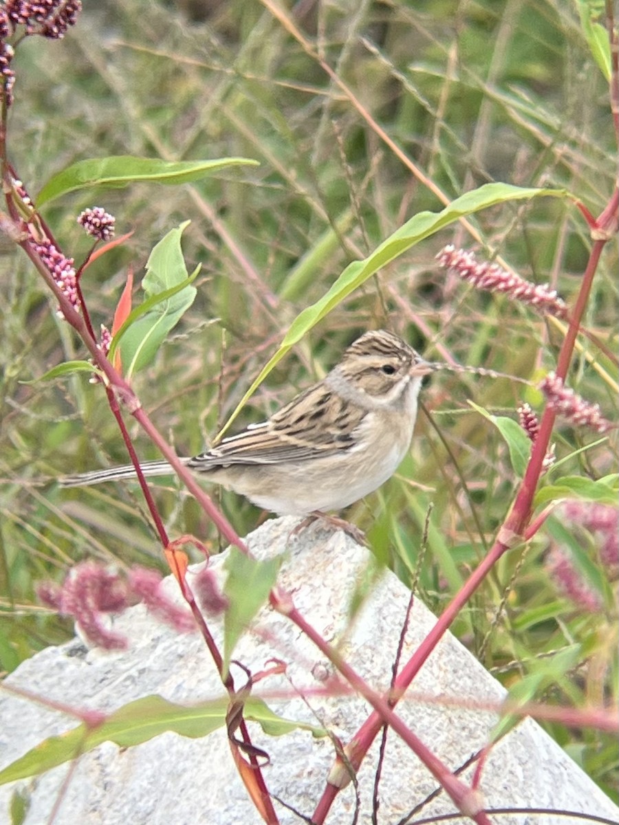 Clay-colored Sparrow - ML623437371