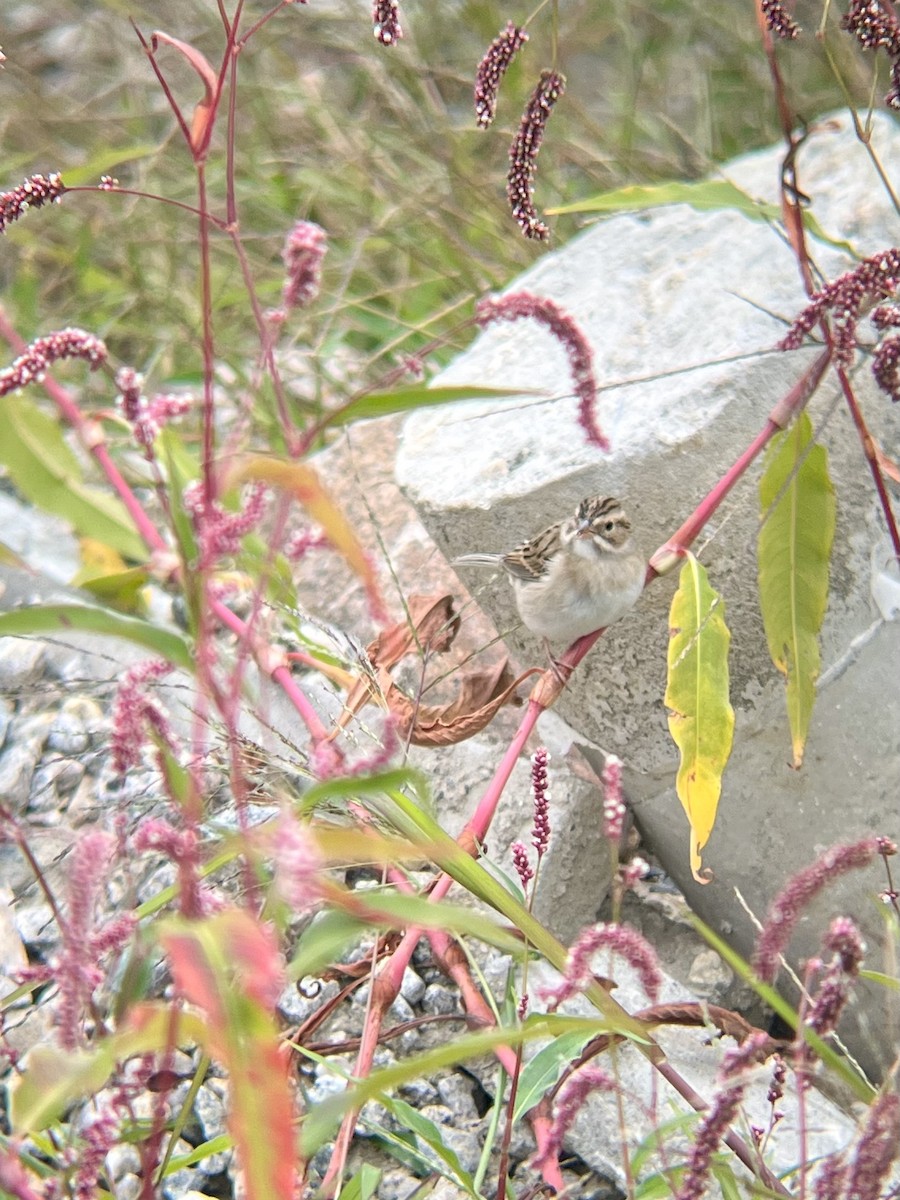 Clay-colored Sparrow - ML623437372