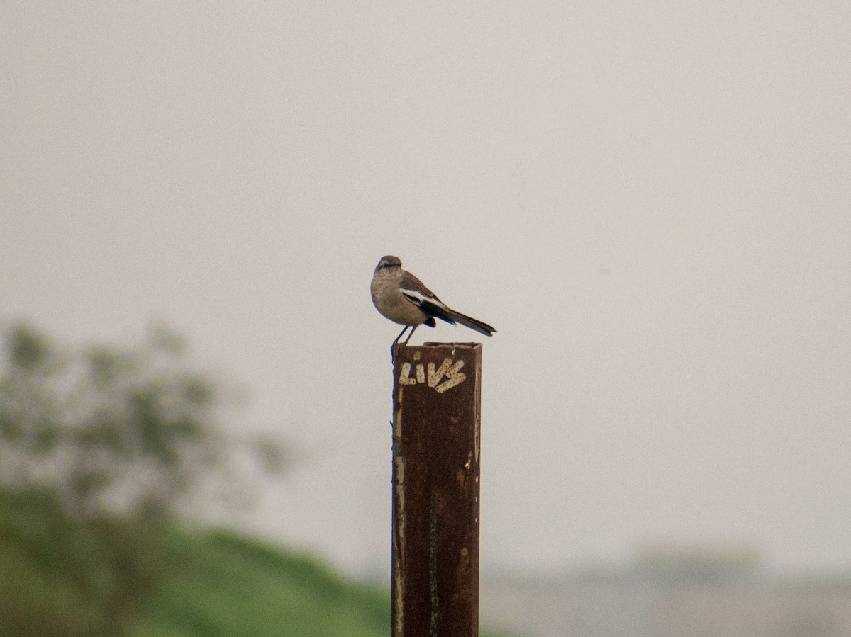 White-banded Mockingbird - ML623437383