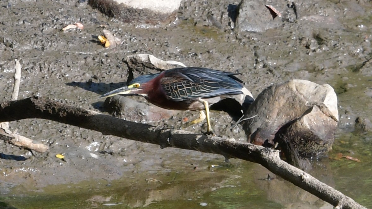 Green Heron - Carl Winstead