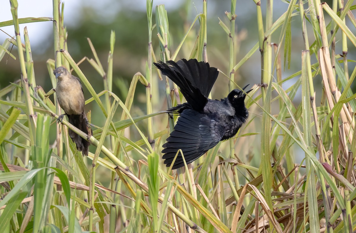 Nicaraguan Grackle - ML623437464