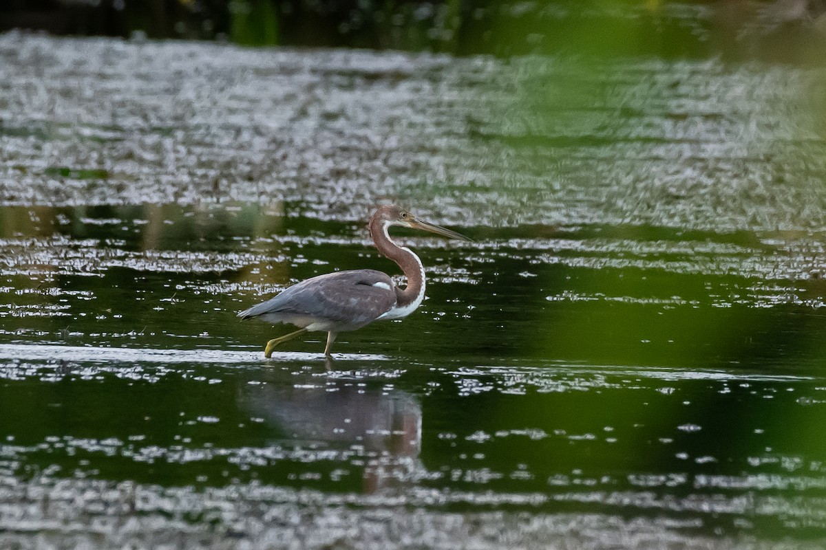 Tricolored Heron - Patrick Higgins