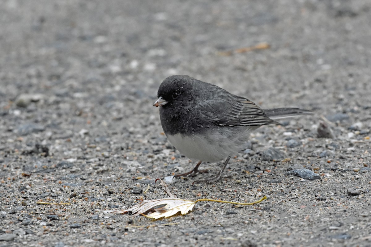 Junco Ojioscuro - ML623437604