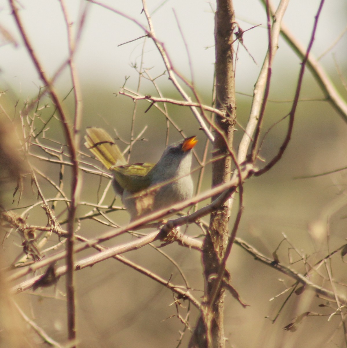 Great Pampa-Finch (Eastern) - Guillermo Andreo