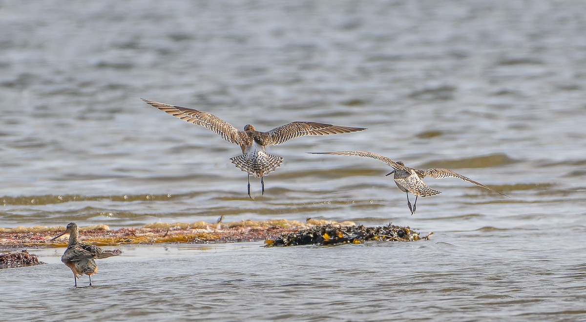 Bar-tailed Godwit - ML623437652