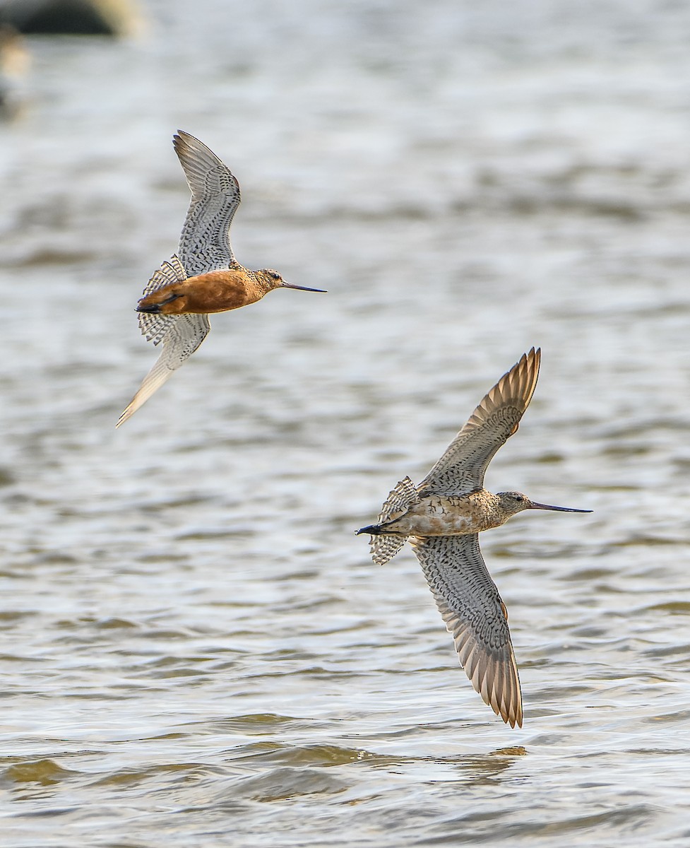 Bar-tailed Godwit - ML623437655