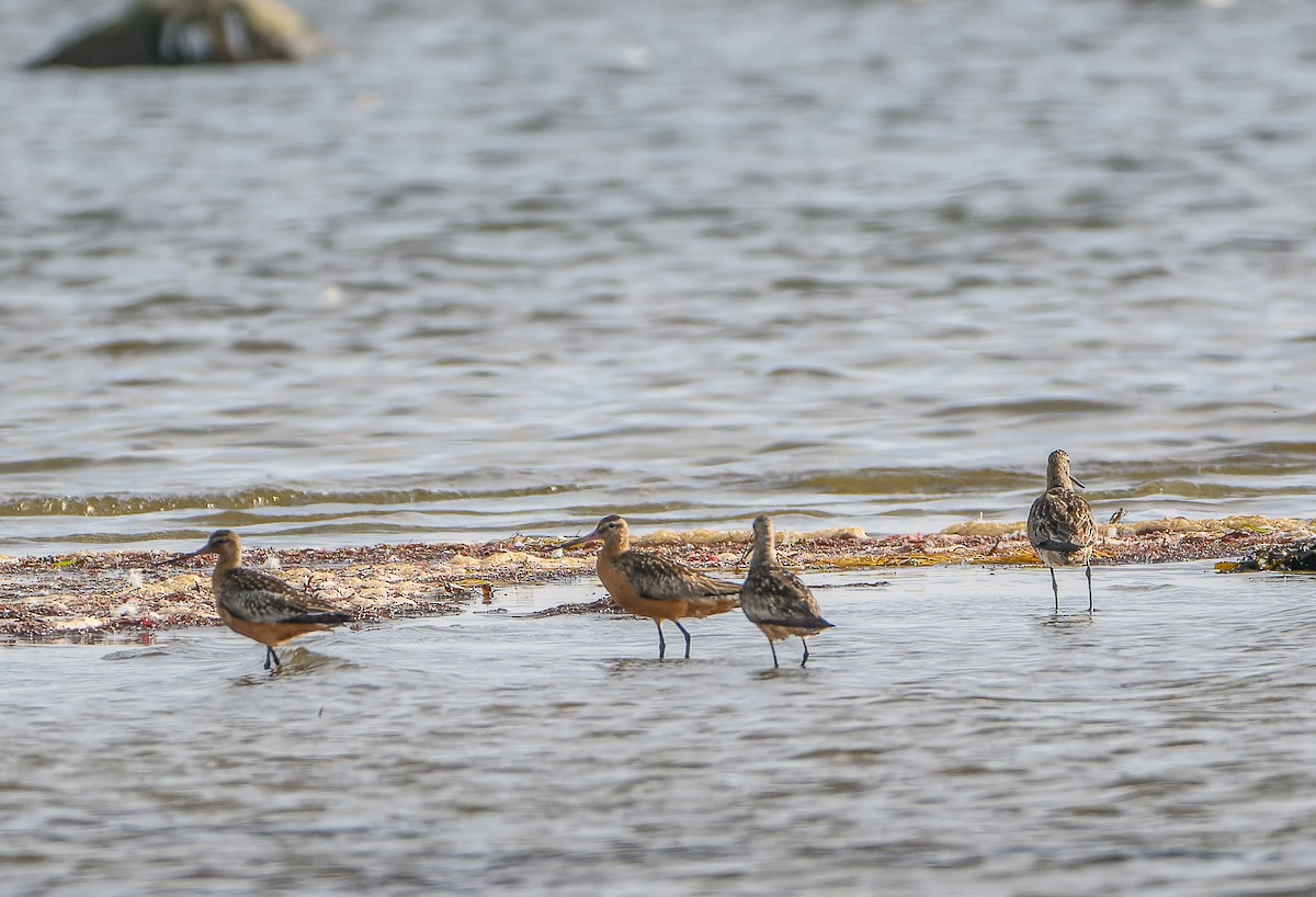 Bar-tailed Godwit - ML623437675