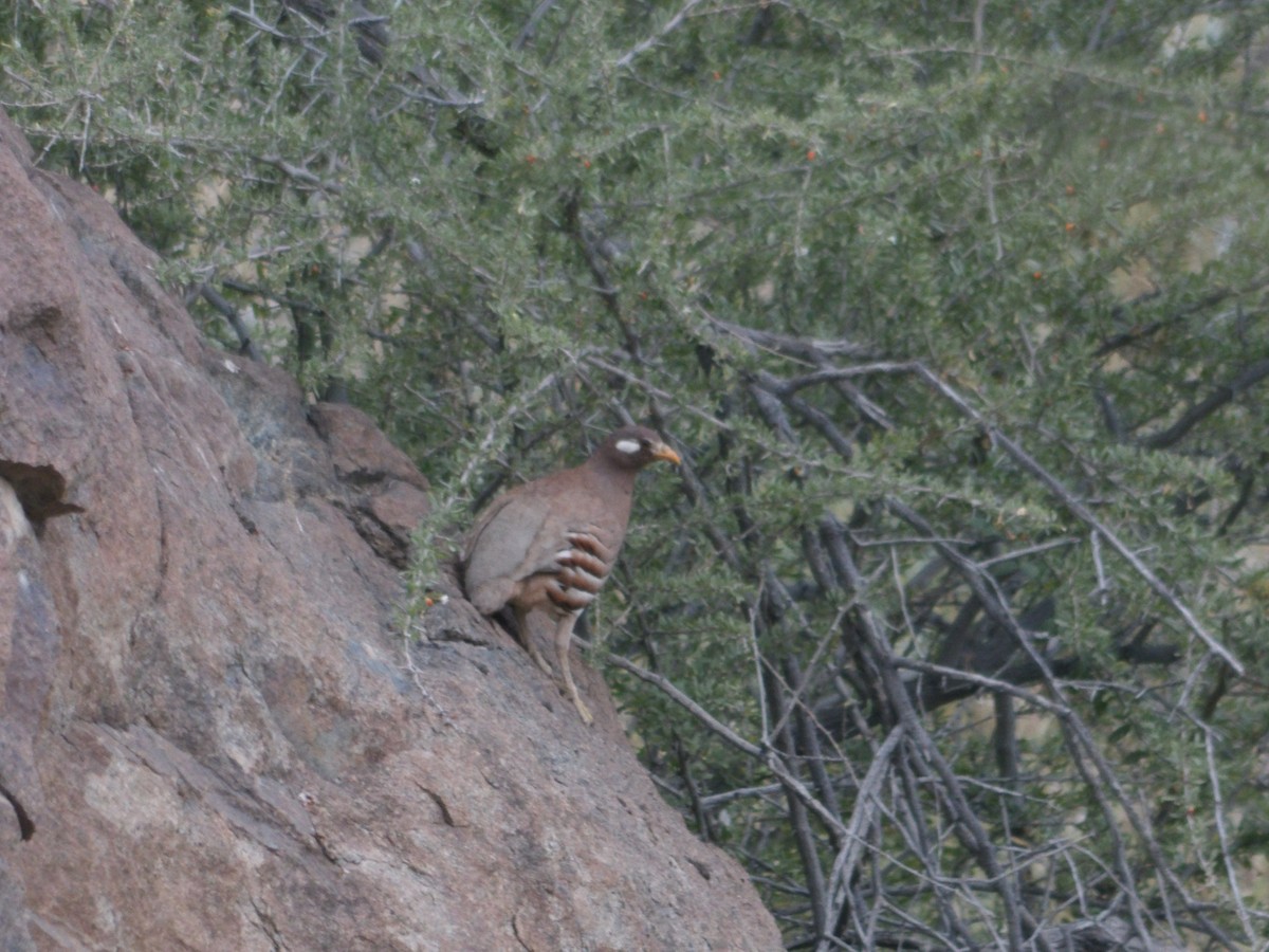 Sand Partridge - ML623437676