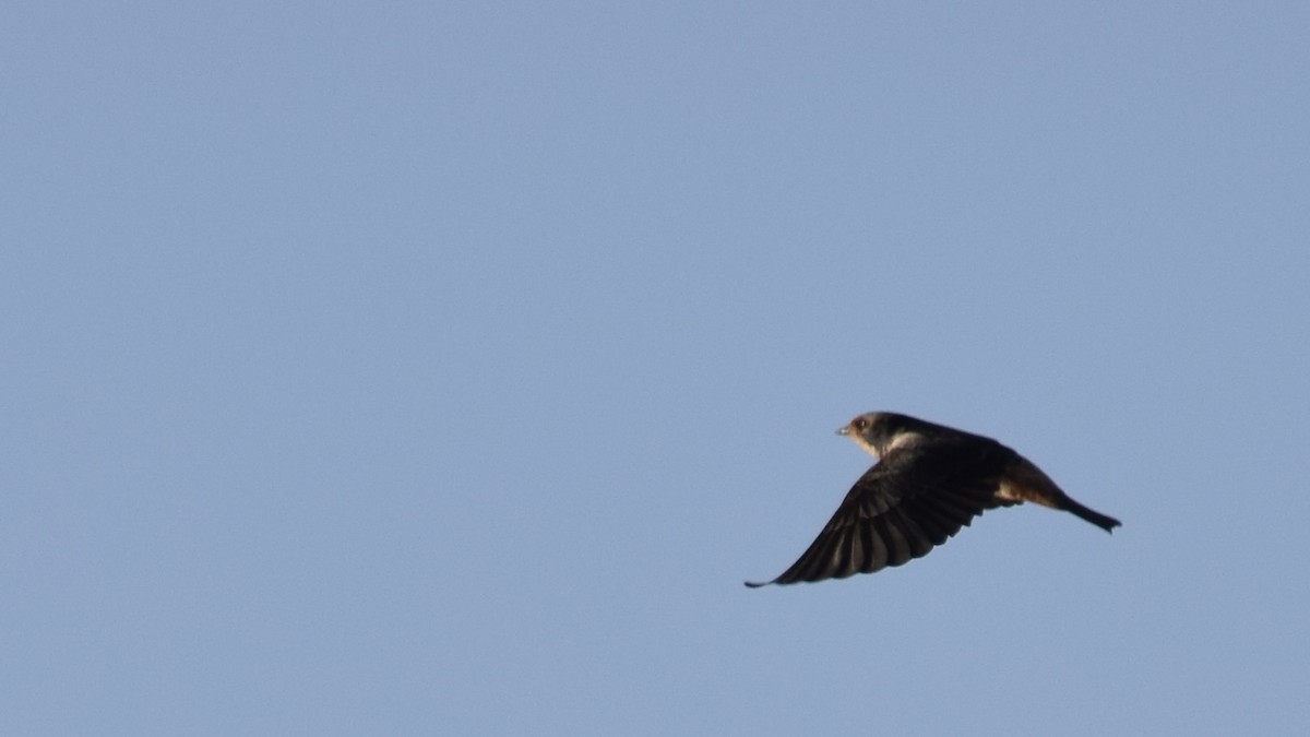 South African Swallow - ML623437684