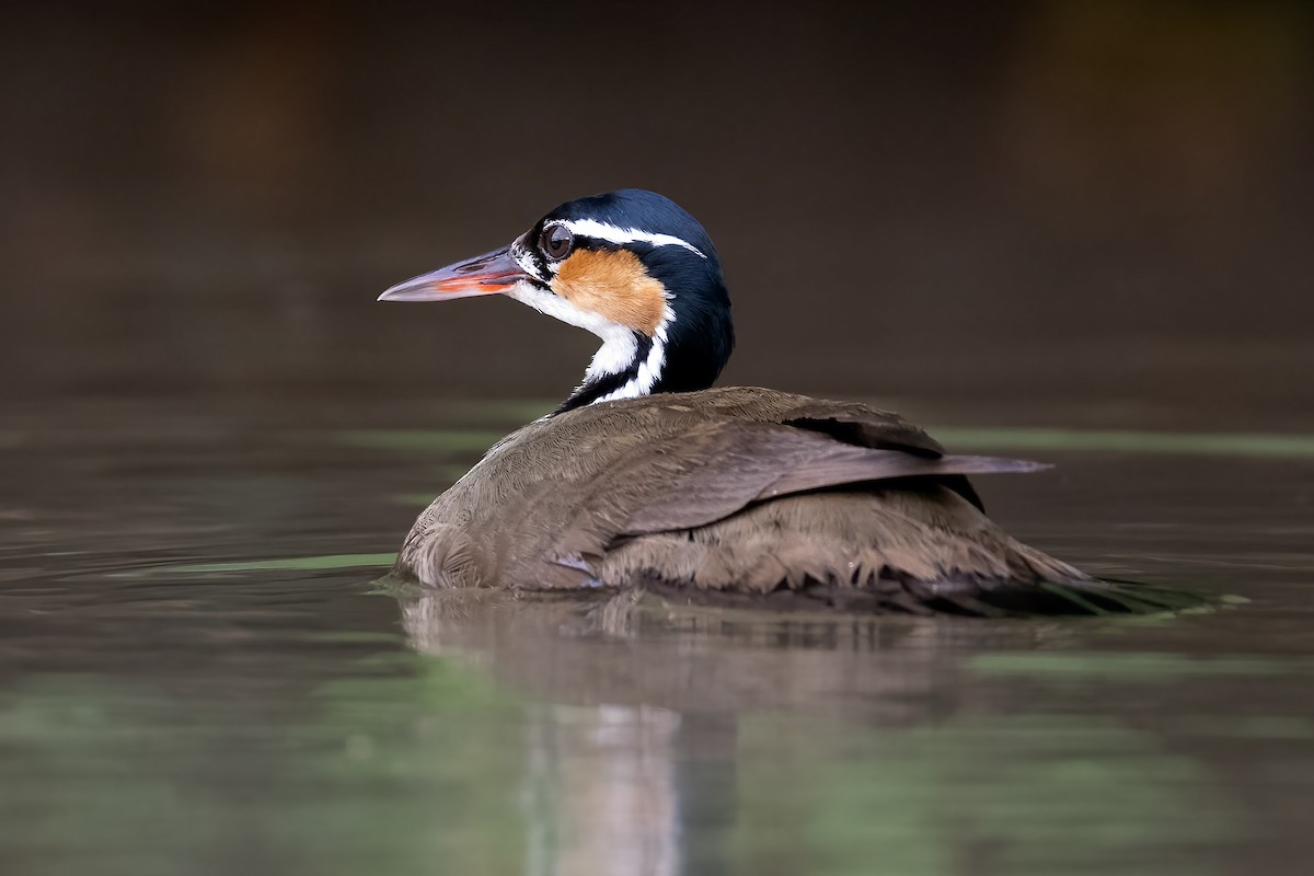 Sungrebe - ML623437686