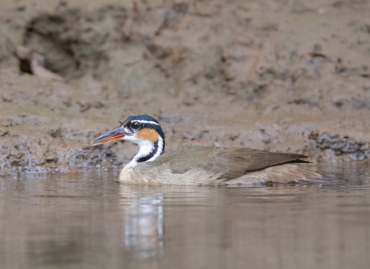 Sungrebe - ML623437687