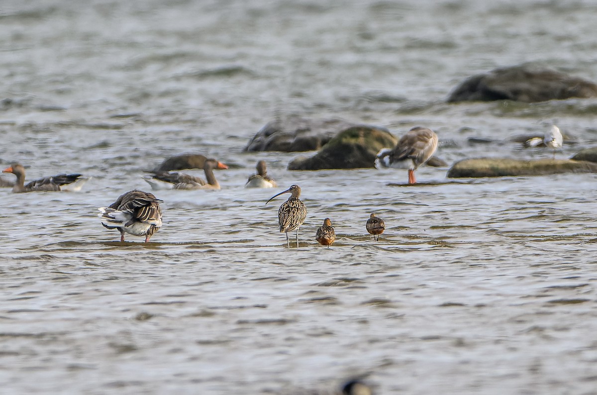 Eurasian Curlew - Frederik Gustavsson