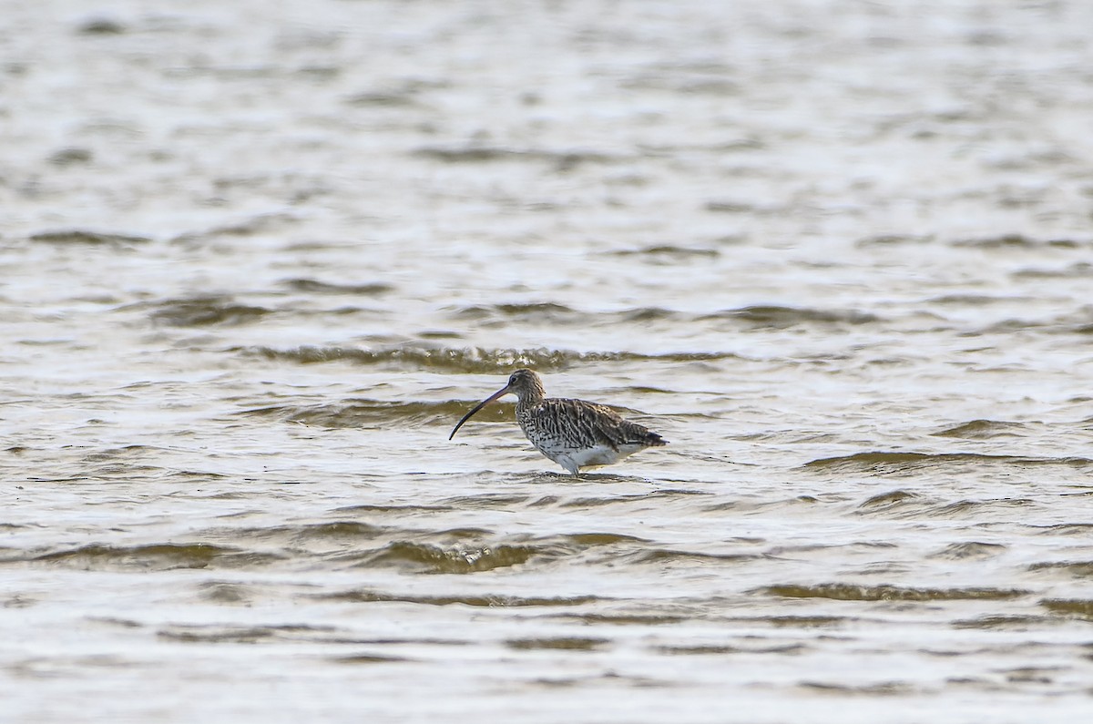 Eurasian Curlew - ML623437691