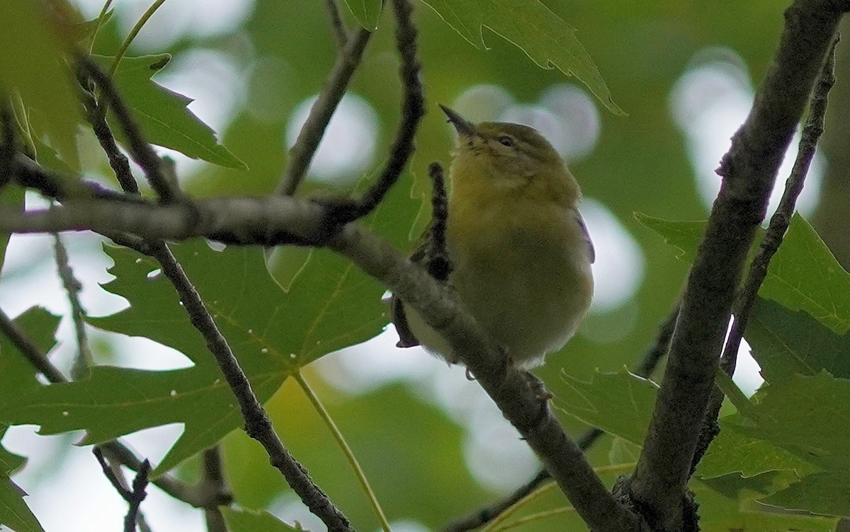 Tennessee Warbler - ML623437697