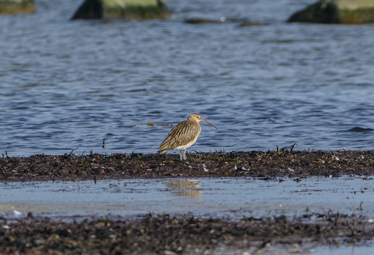 Eurasian Curlew - ML623437698