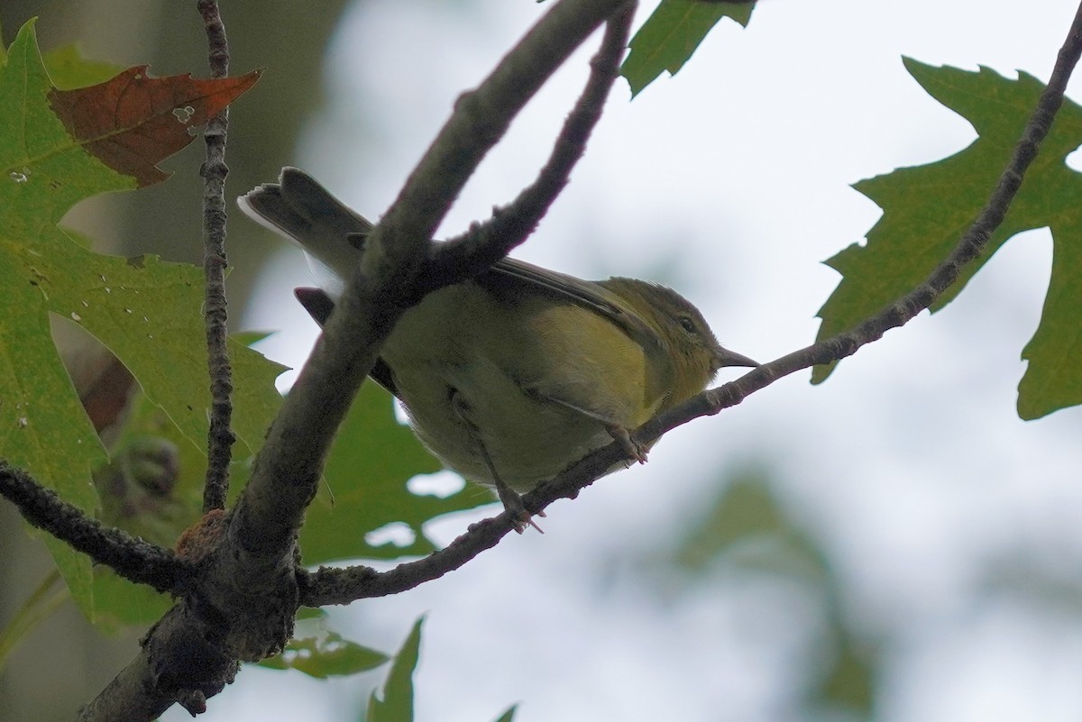 Tennessee Warbler - ML623437707