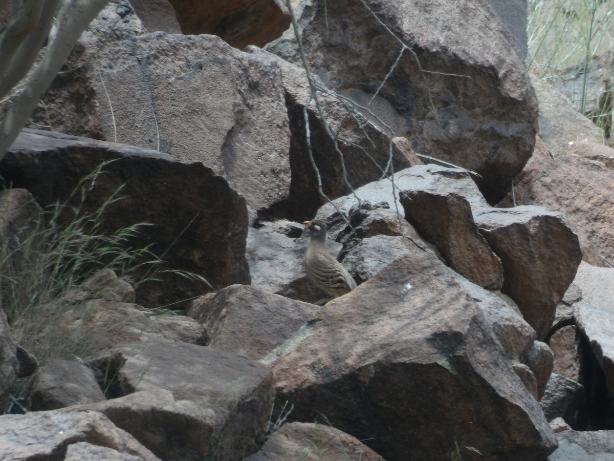 Sand Partridge - ML623437708