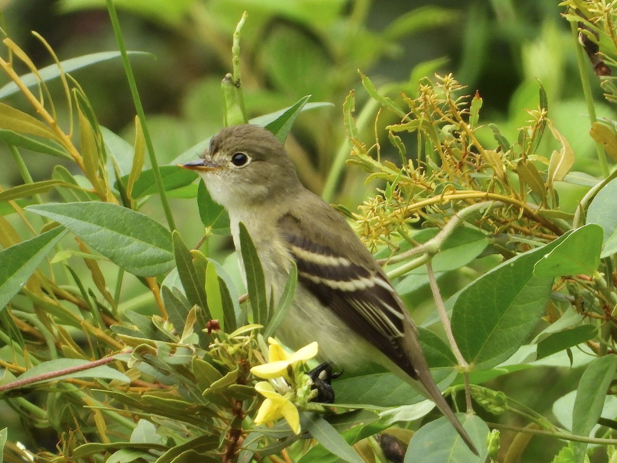 Least Flycatcher - ML623437734