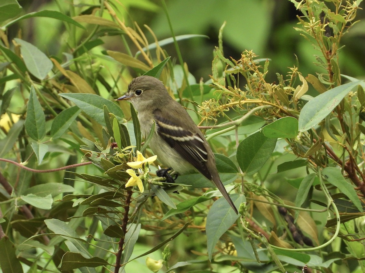 Least Flycatcher - ML623437735