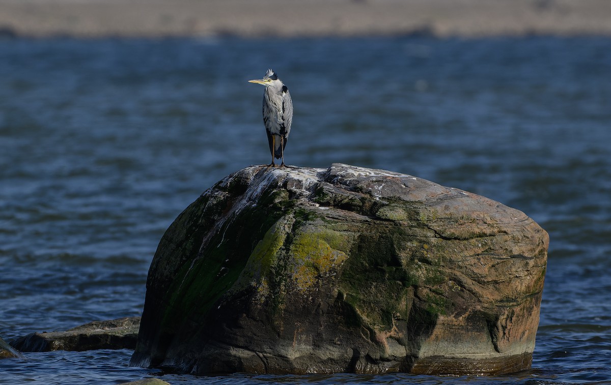 Gray Heron - ML623437738