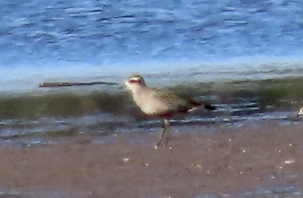 American Golden-Plover - ML623437744