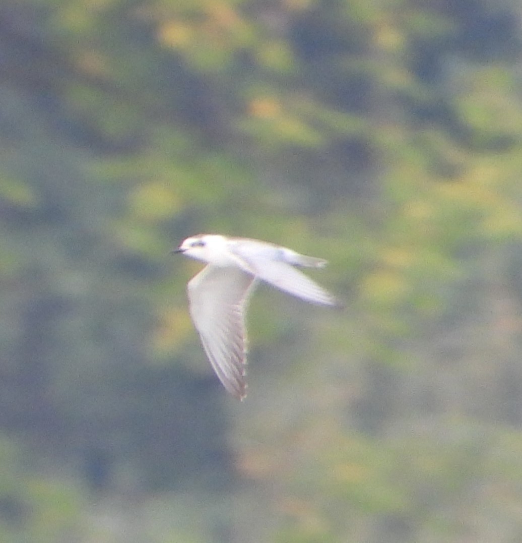 Little Gull - ML623437750