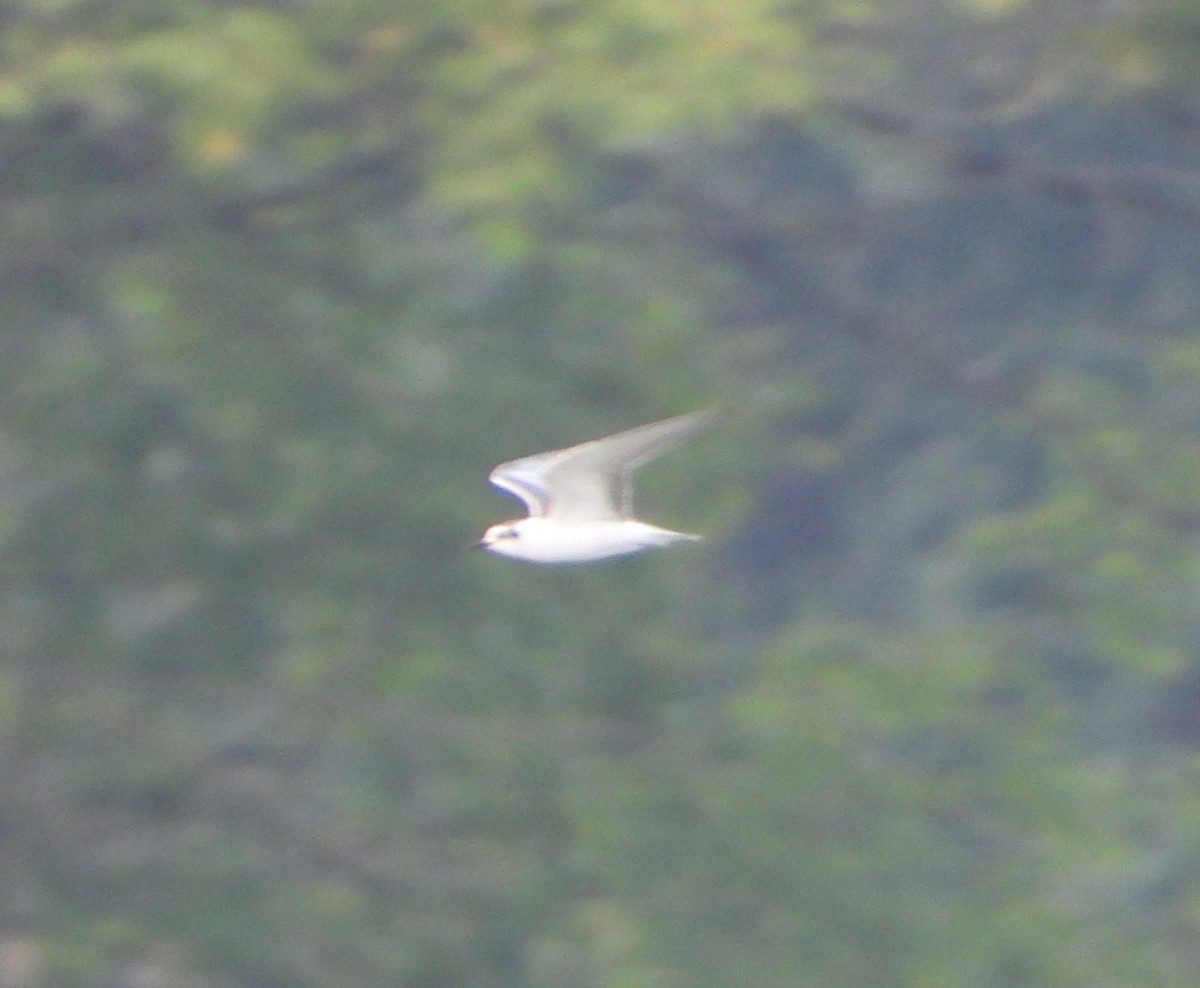 Little Gull - ML623437751