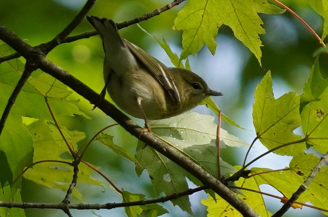 Blackpoll Warbler - ML623437789