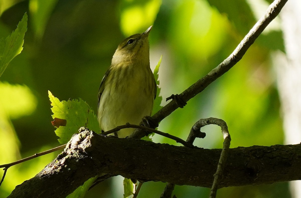 Blackpoll Warbler - ML623437874