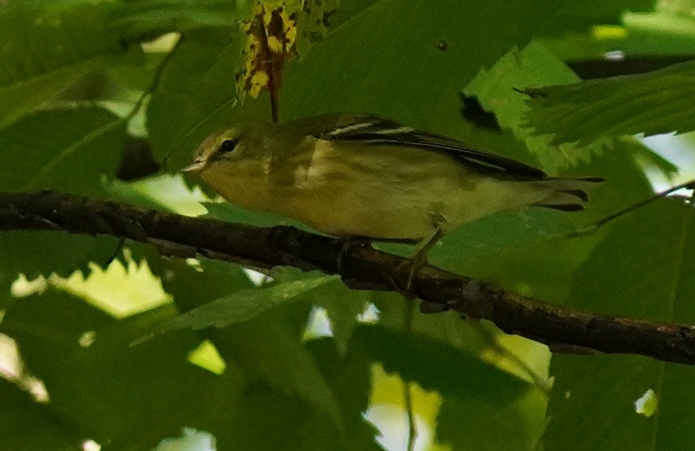 Blackpoll Warbler - ML623437885