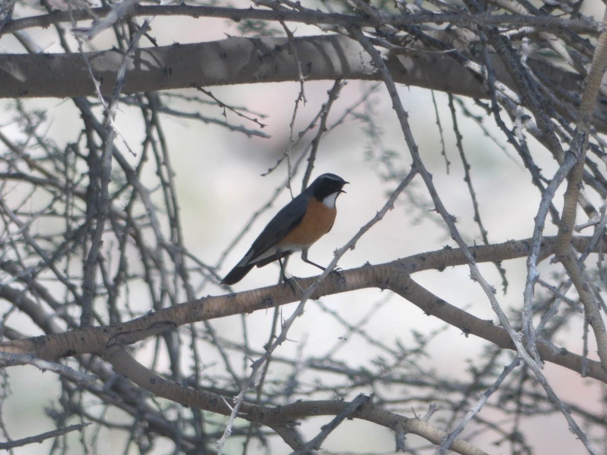 White-throated Robin - ML623437902