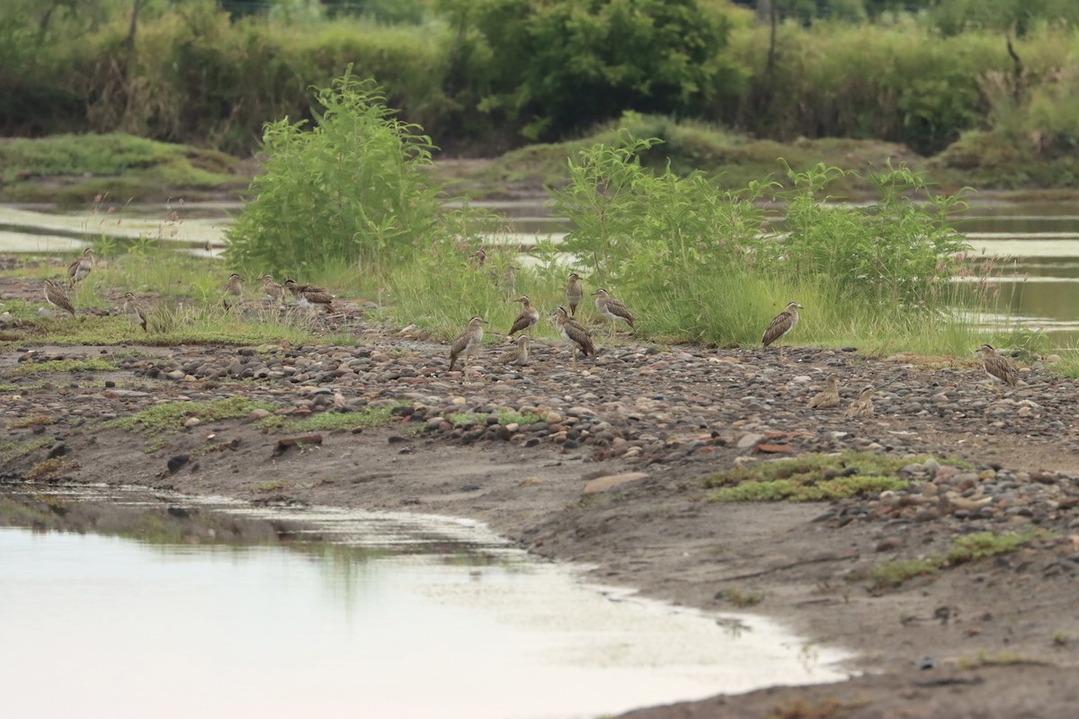 Double-striped Thick-knee - ML623437916