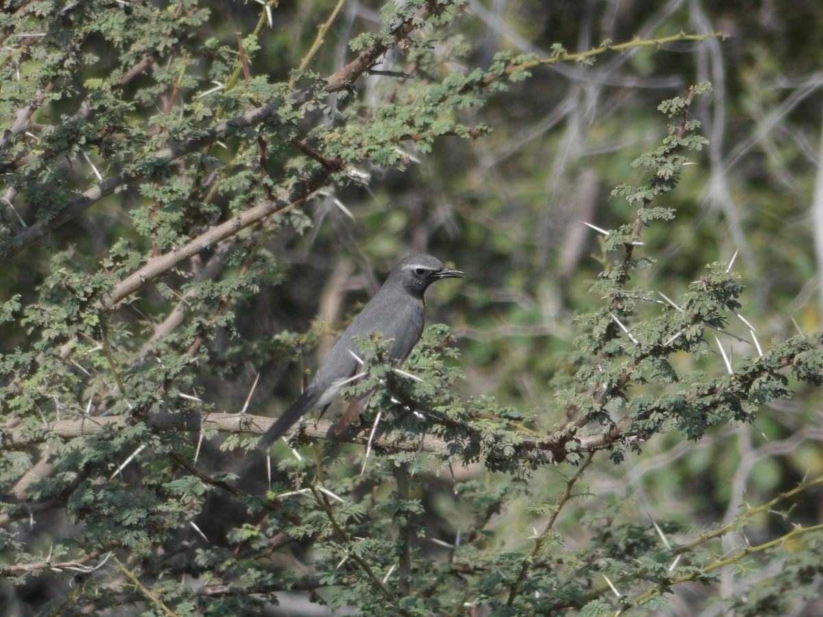 White-throated Robin - ML623437927