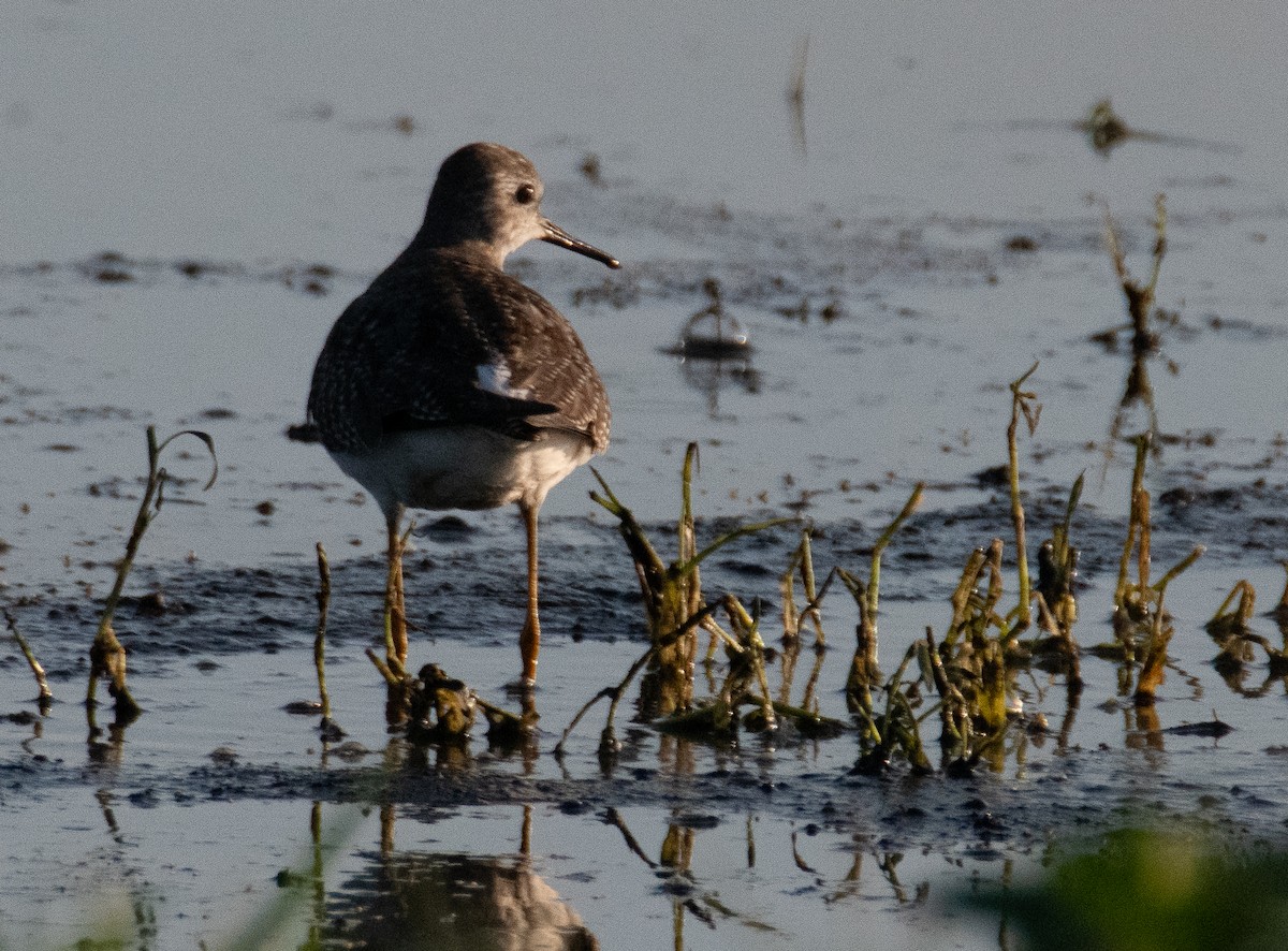 Solitary Sandpiper - Pat Tomsho