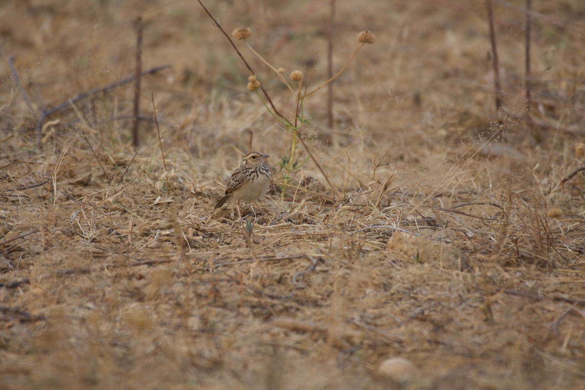 Burmese Bushlark - ML623437986