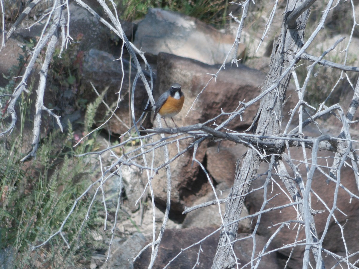 White-throated Robin - ML623438002