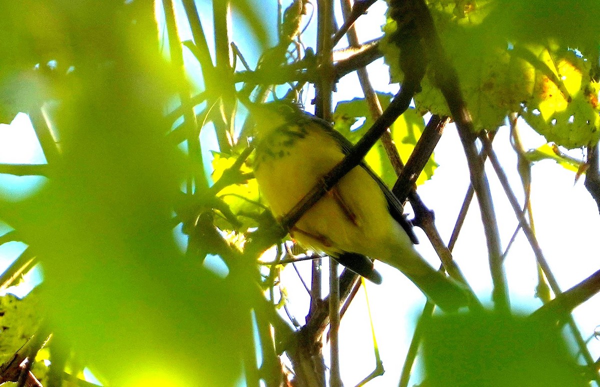 Canada Warbler - ML623438017