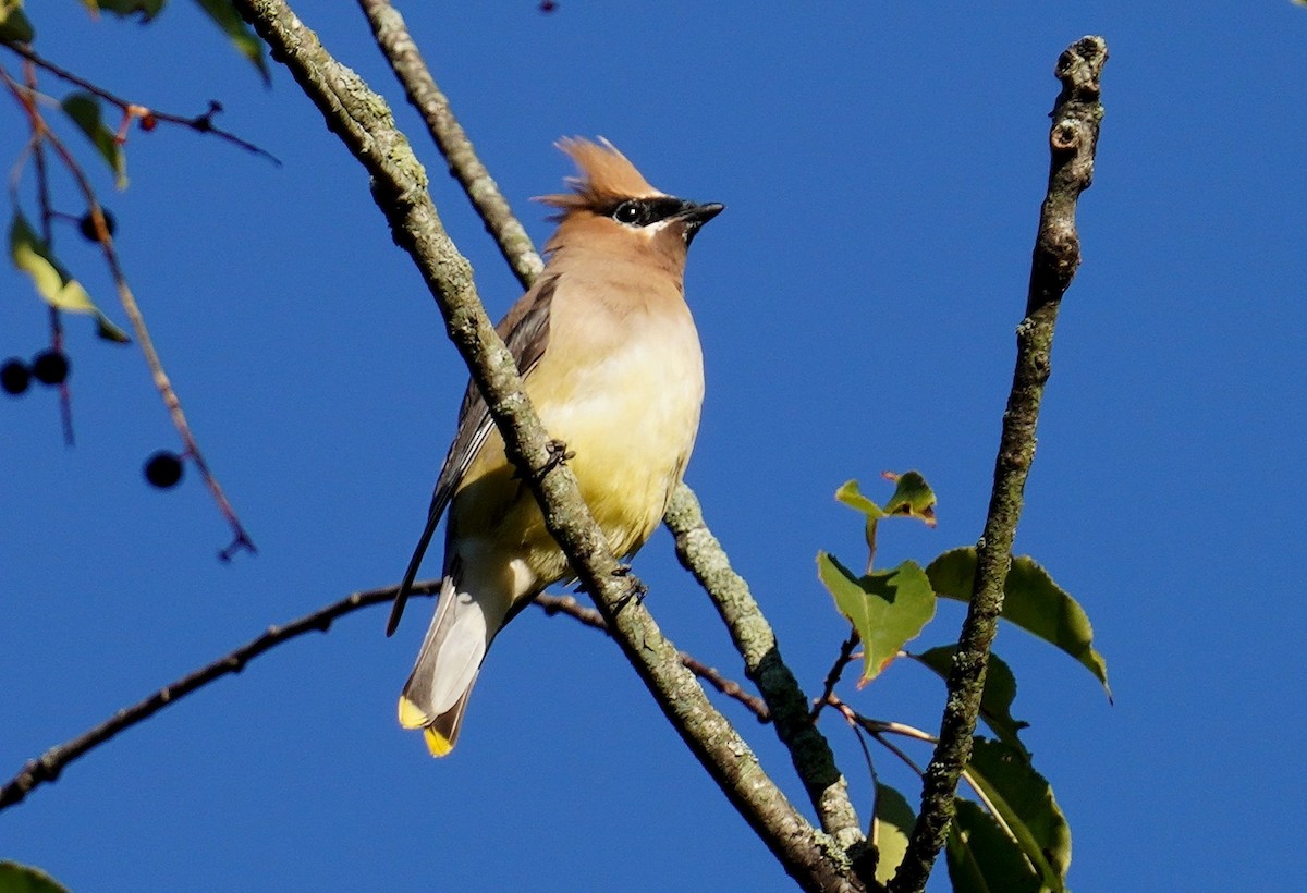 Cedar Waxwing - ML623438065