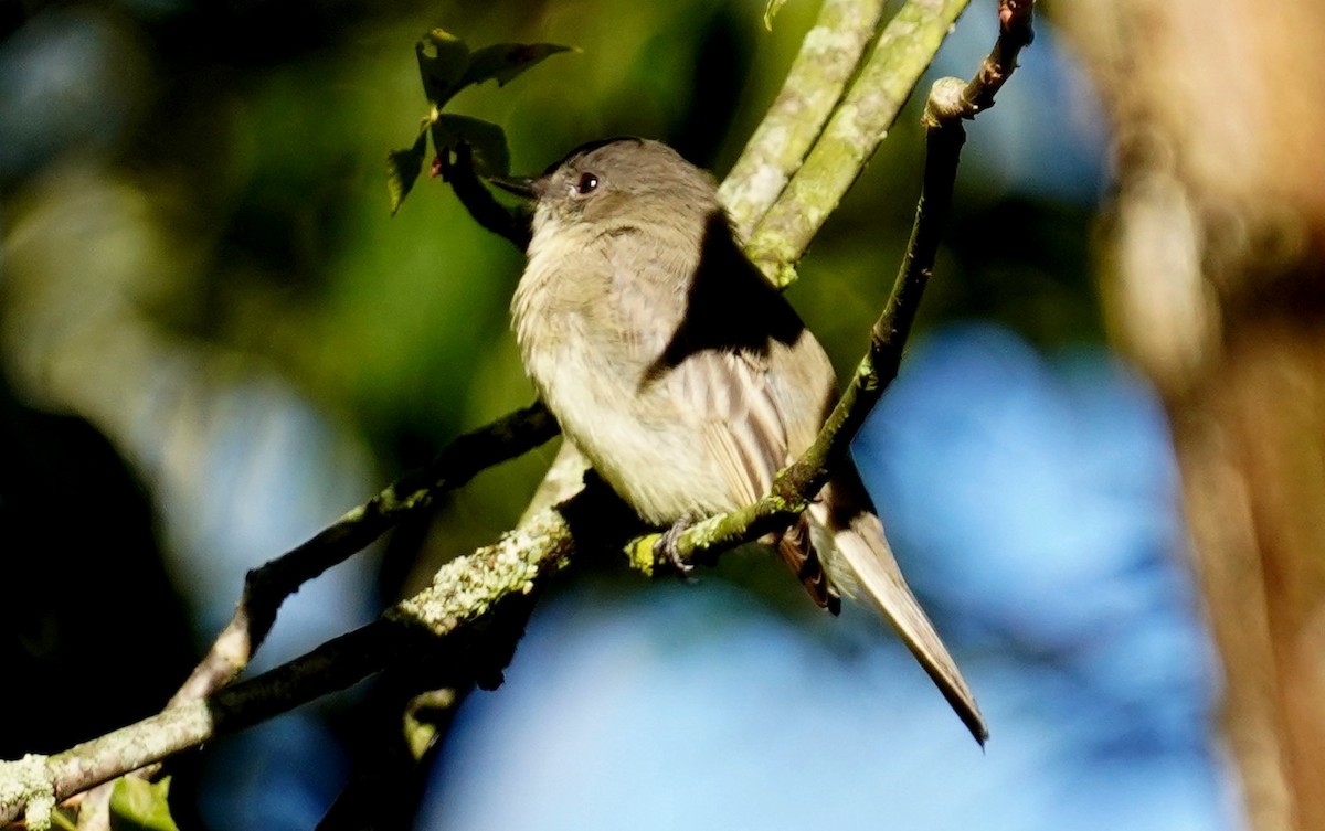 Eastern Phoebe - ML623438079