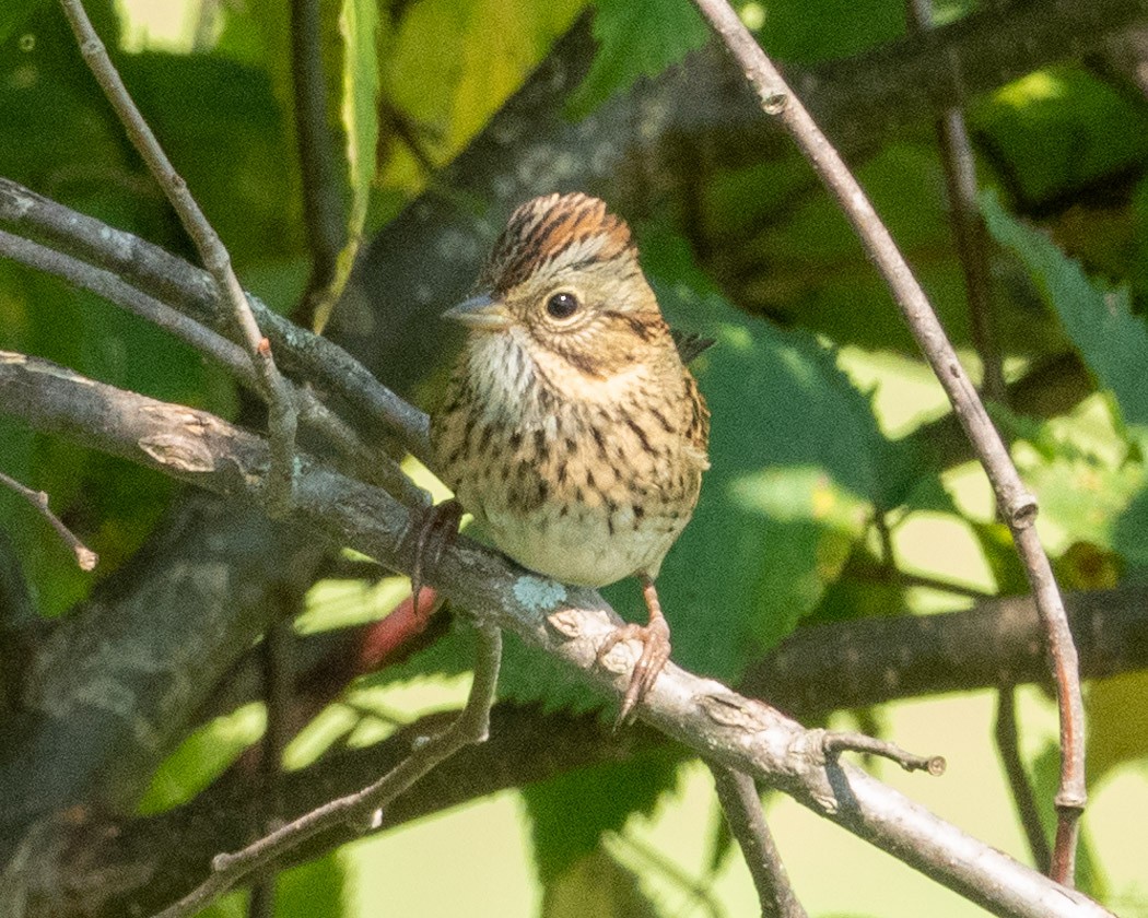 Lincoln's Sparrow - ML623438094