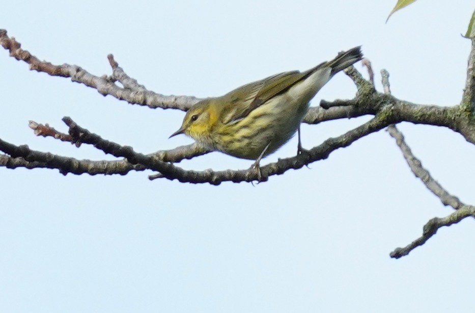 Cape May Warbler - ML623438103