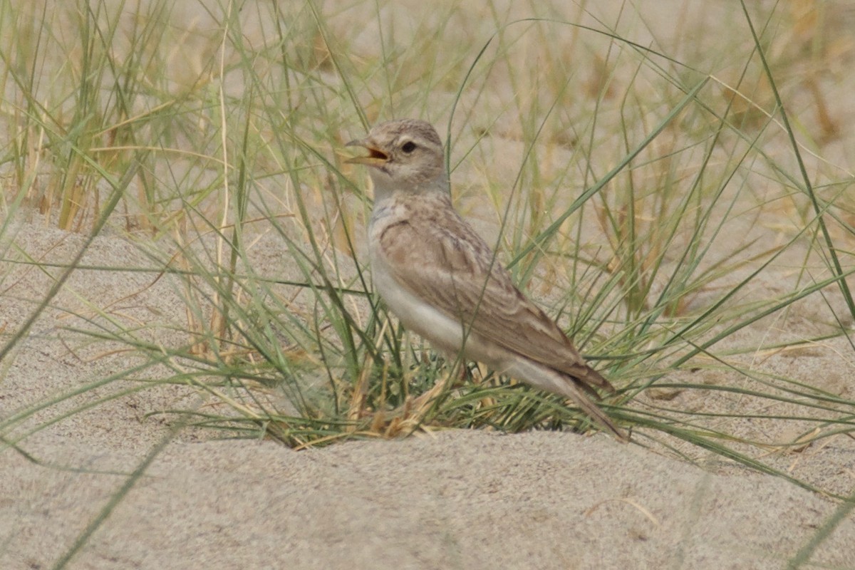 Sand Lark - ML623438104